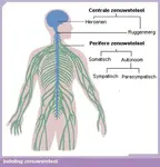 Heldere uitleg wat stress is, wanneer het schadelijk en gezond is
