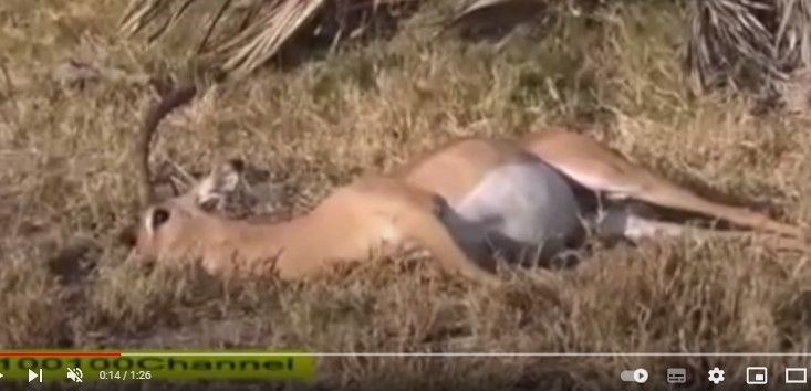 Read here the best explanation for PTSD and more