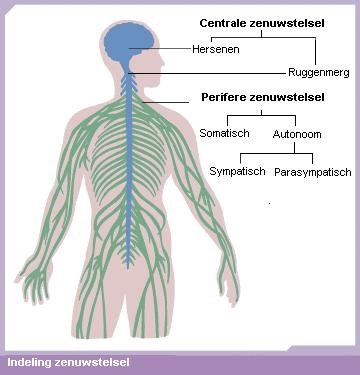 IndelingZenuwstelselGraph