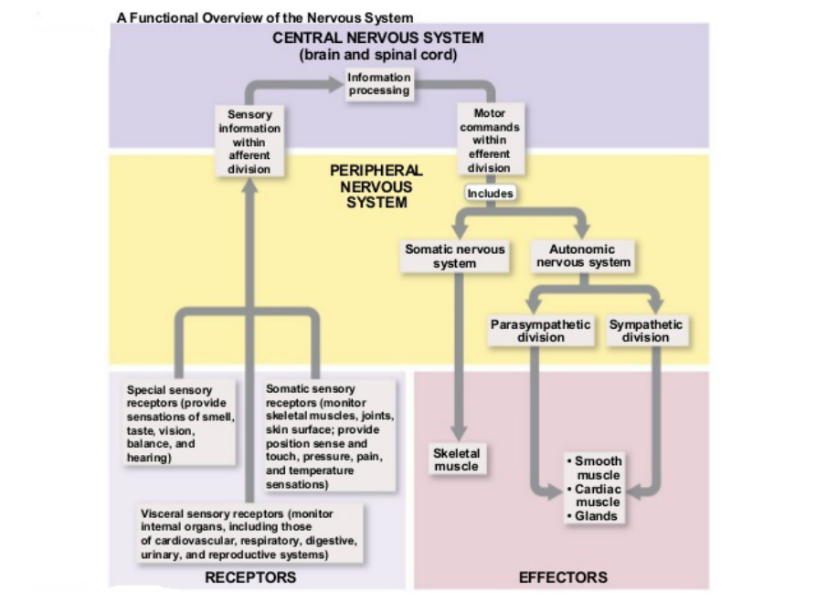 Learn about stress and how it is related to your emotions