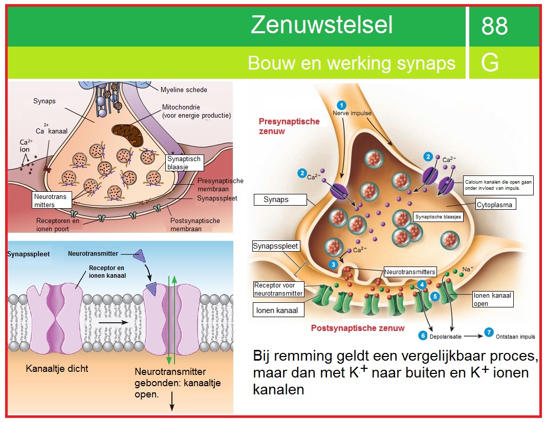 SynapsWerking SynapsWerking
